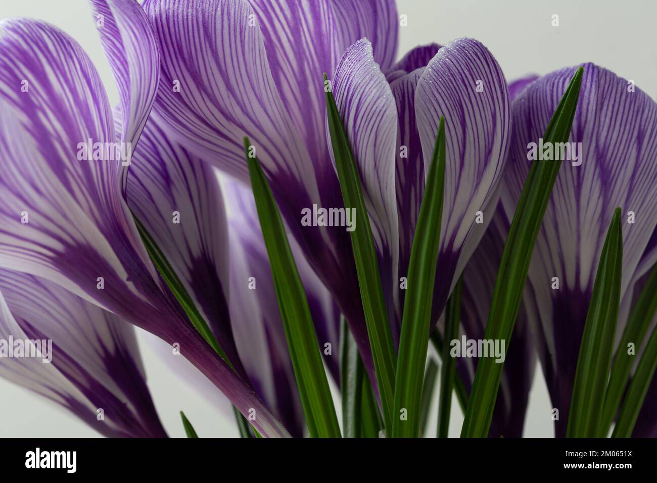 Nahaufnahme des Frühjahrskonzepts mit lila Safranblumen Stockfoto
