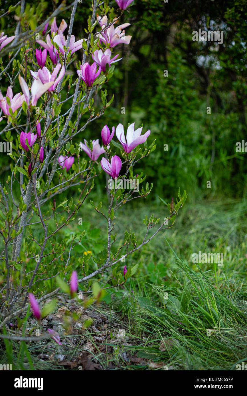 Magnolia Busch im Freien, Frühlingslandschaft Stockfoto