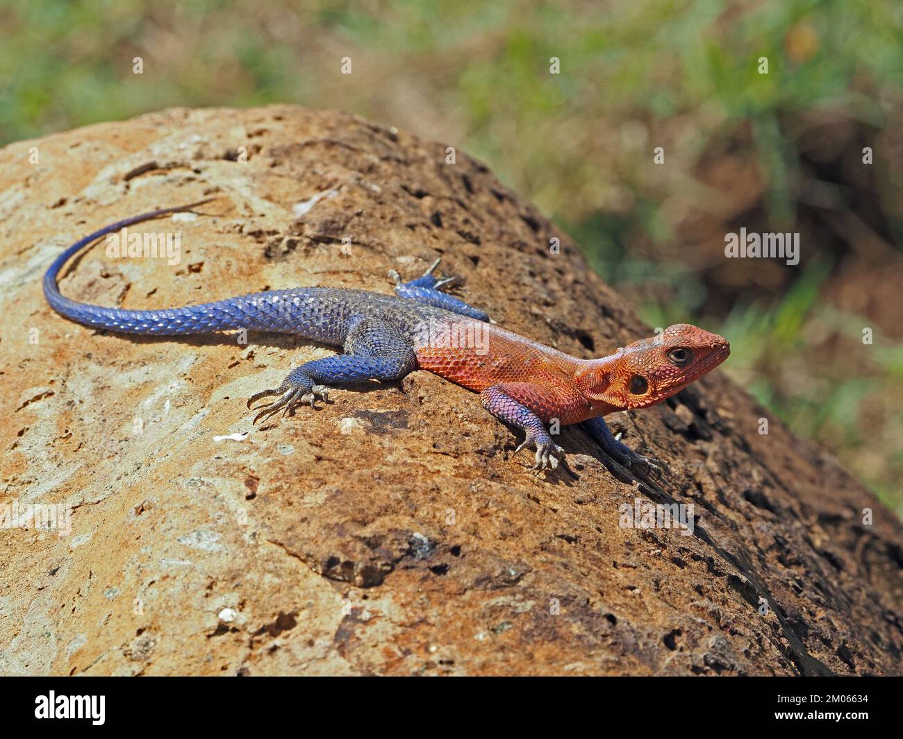 Sonnenbaden, männlicher Rothaariger Rock Agama Lizard (Agama Agama) in lebendigen Zuchtfarben auf vulkanischem Felsen im Großraum Mara Region Kenia, Afrika Stockfoto