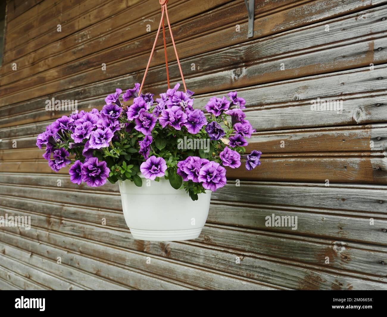 Blumen Petunien Veinenschalen Hängewand Holz verwitterte Gartenarbeit Stockfoto