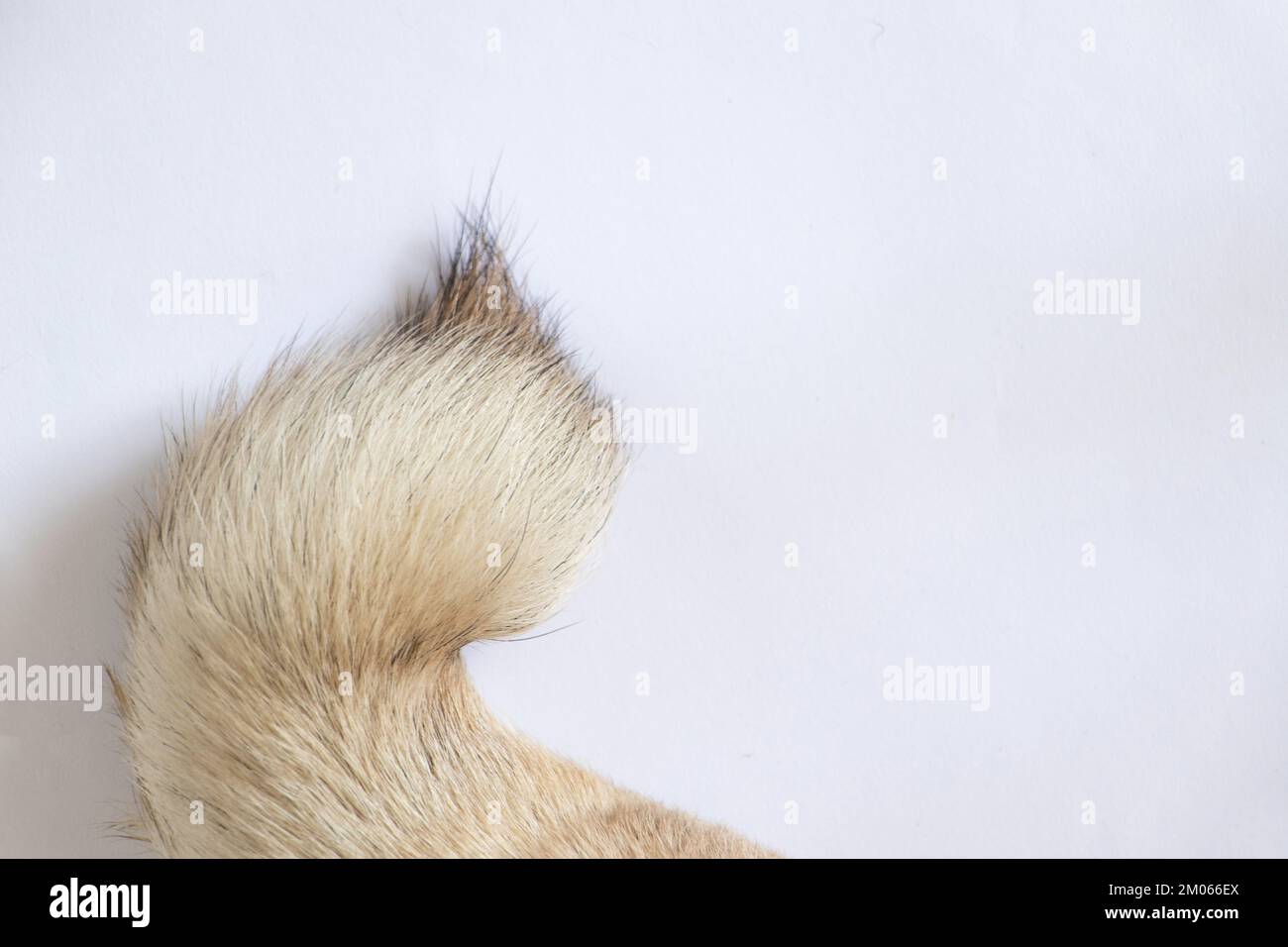 Hundeschwanz auf weißem Hintergrund in Nahaufnahme Stockfoto