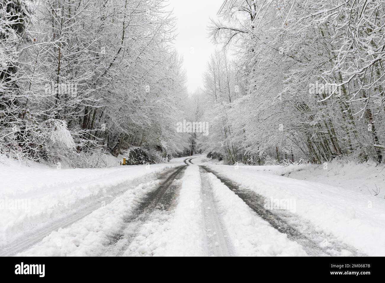 Schneebedeckte Straße mit Schlamm in den Reifenspuren und Bäumen, die über der verschneiten, winterlichen Landstraße hängen Stockfoto