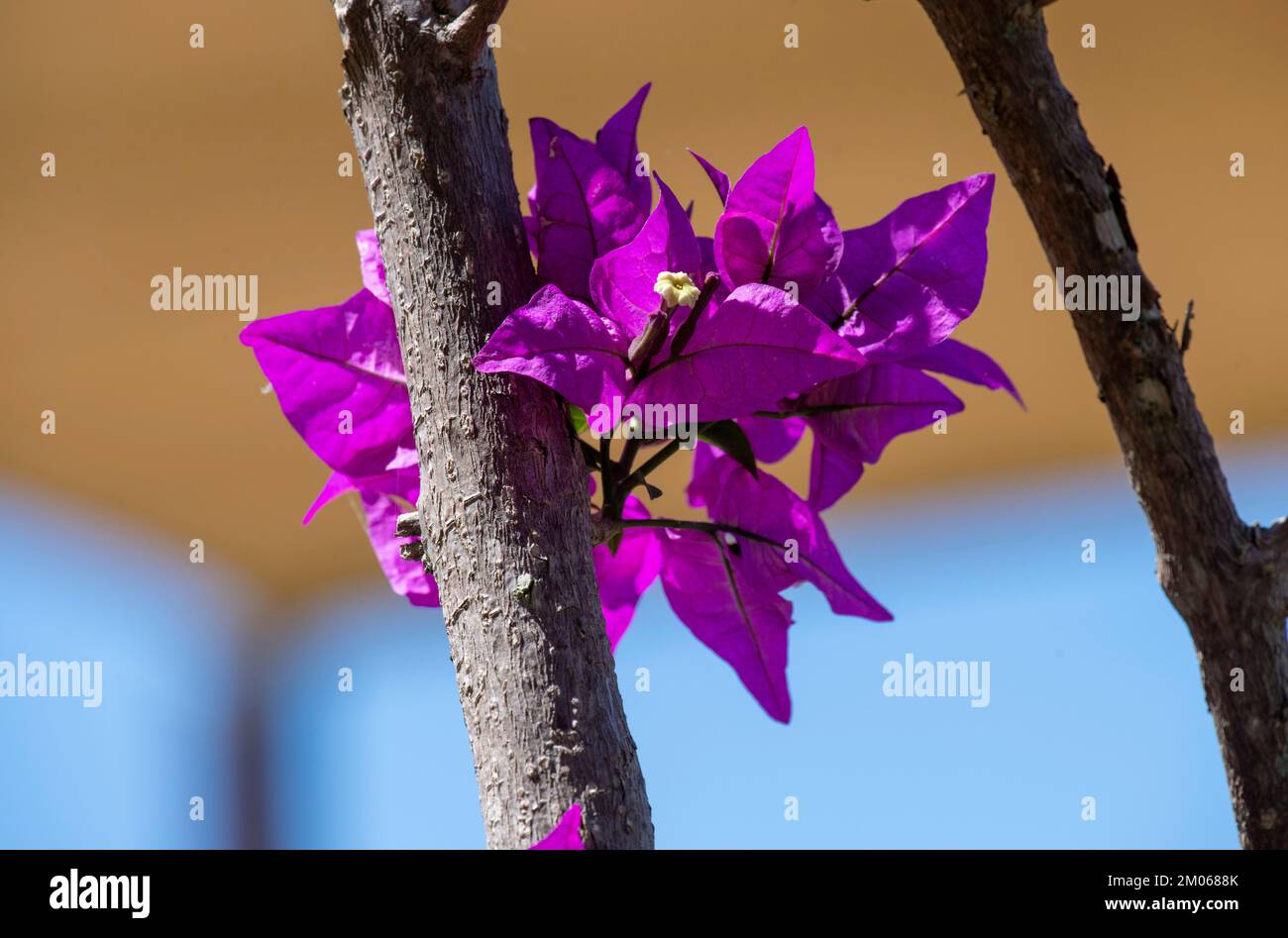 Bougainvillea Glabra Flowers in Sydney, New South Wales, Australien (Foto: Tara Chand Malhotra) Stockfoto