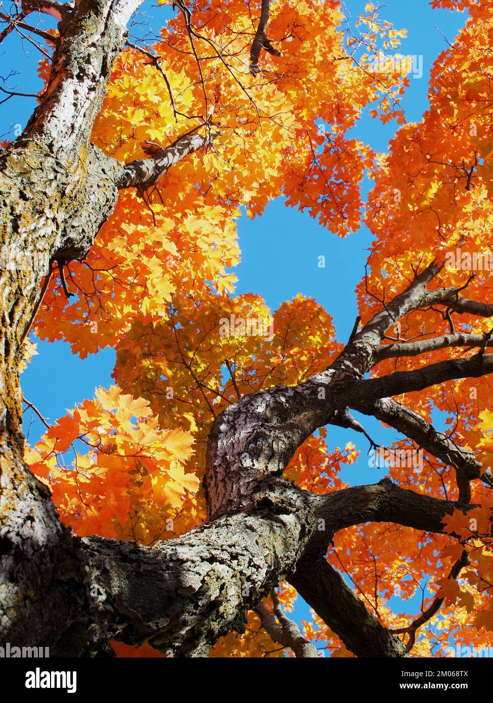 Atemberaubende Herbstgelb-, Gold- und Orangenapfelblätter, die im Sonnenlicht leuchten. Stockfoto