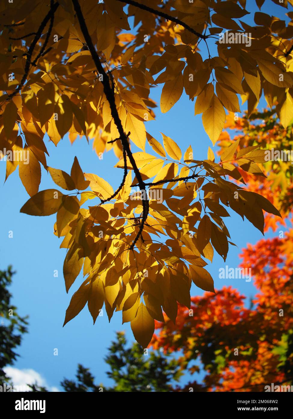 Die atemberaubenden gelben Herbstblätter leuchten am späten Nachmittag im Sonnenlicht. Stockfoto