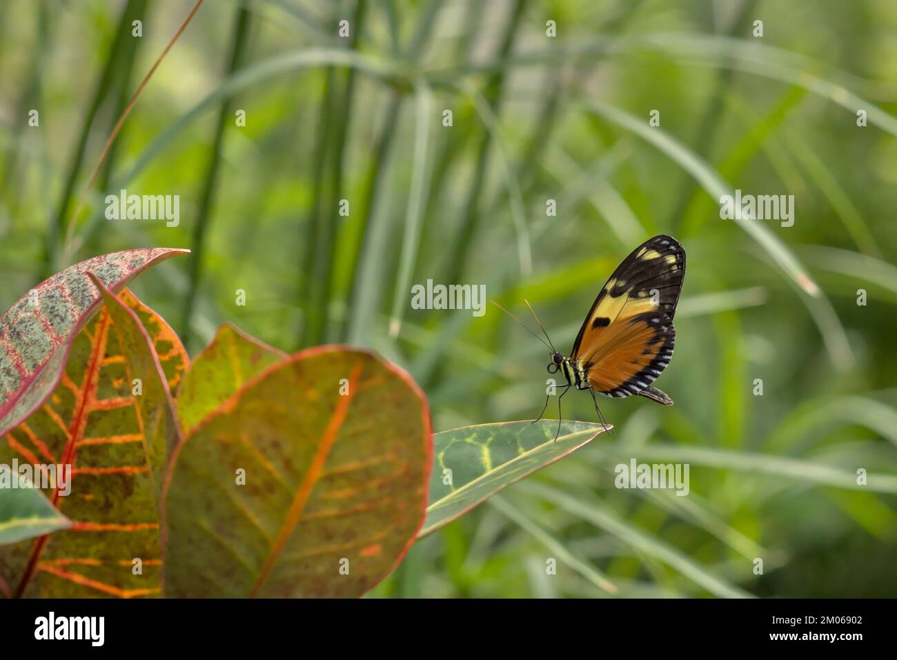 Numata Longwing (Heliconius numata) auf einem Blatt bei der Carleton University Annual Biology Butterfly Show, 2022, Ottawa, Ontario, Kanada. Stockfoto