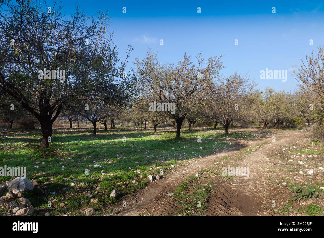 Mandelbäume Garten im Dezember. Die Landschaft der Mandelbäume mit blauem Himmel. Stockfoto