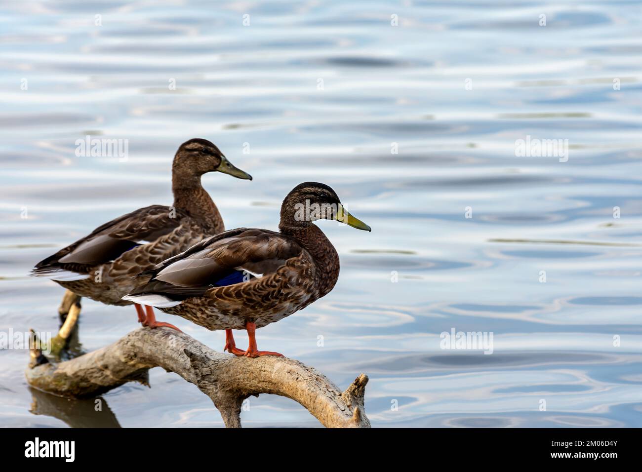 Zwei weibliche Wildente (Anas platyrhynchos) stehen auf einem Baumstamm an der Donau. Stockfoto