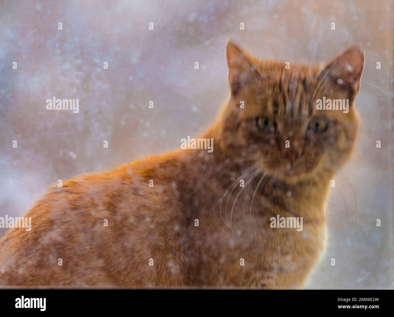 Rothaarige männliche Katze über schmutzigen Fenstern am Wintertag Stockfoto