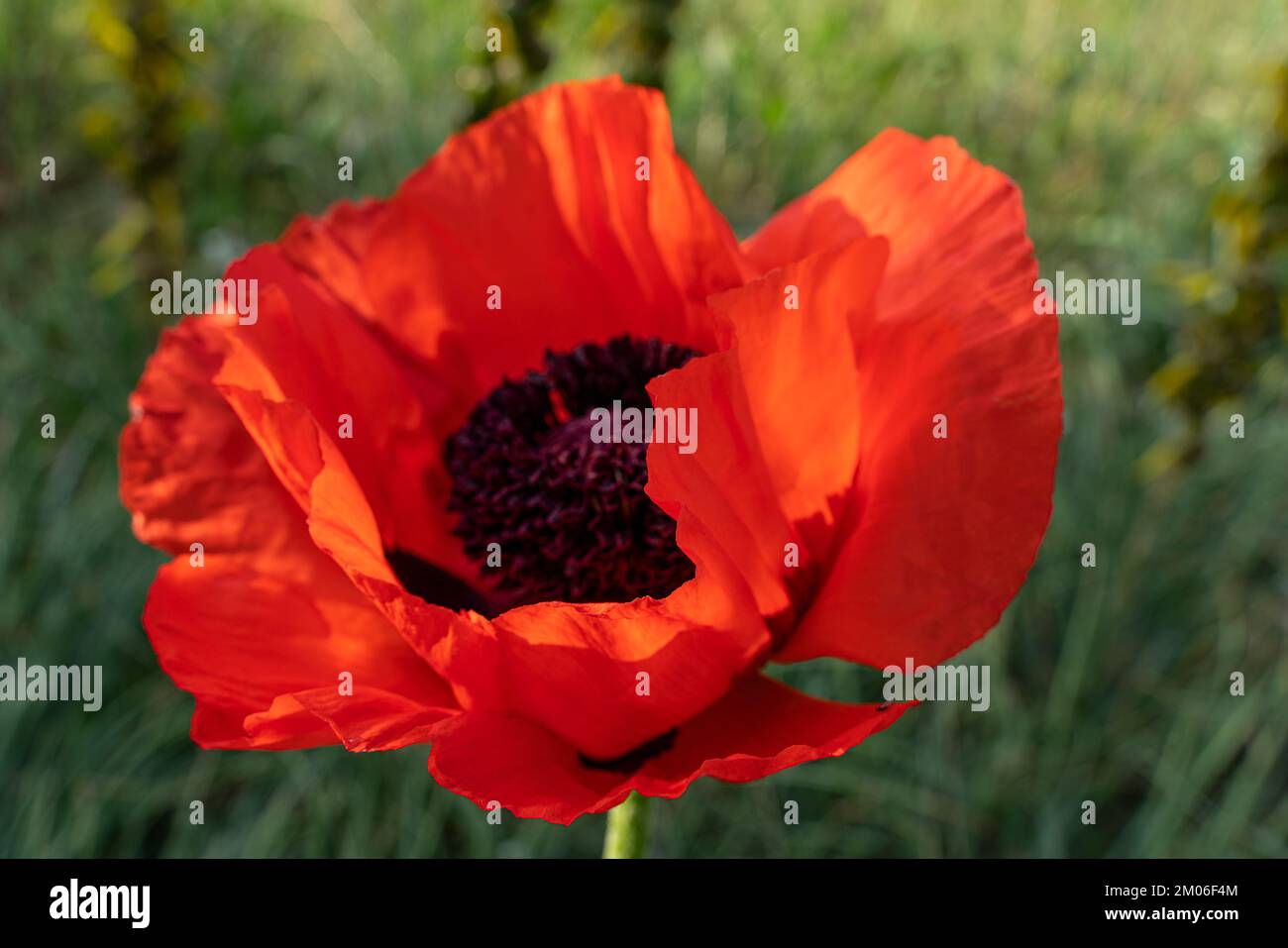 Nahaufnahme einer roten Mohnblume, Stamens. Eine große, flauschige Blume. Stockfoto