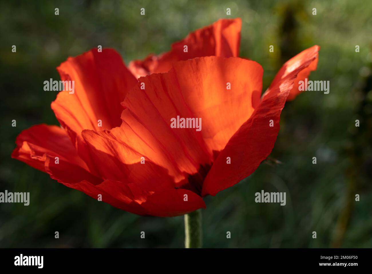 Nahaufnahme einer roten Mohnblume. Eine große flauschige Blume. Stockfoto