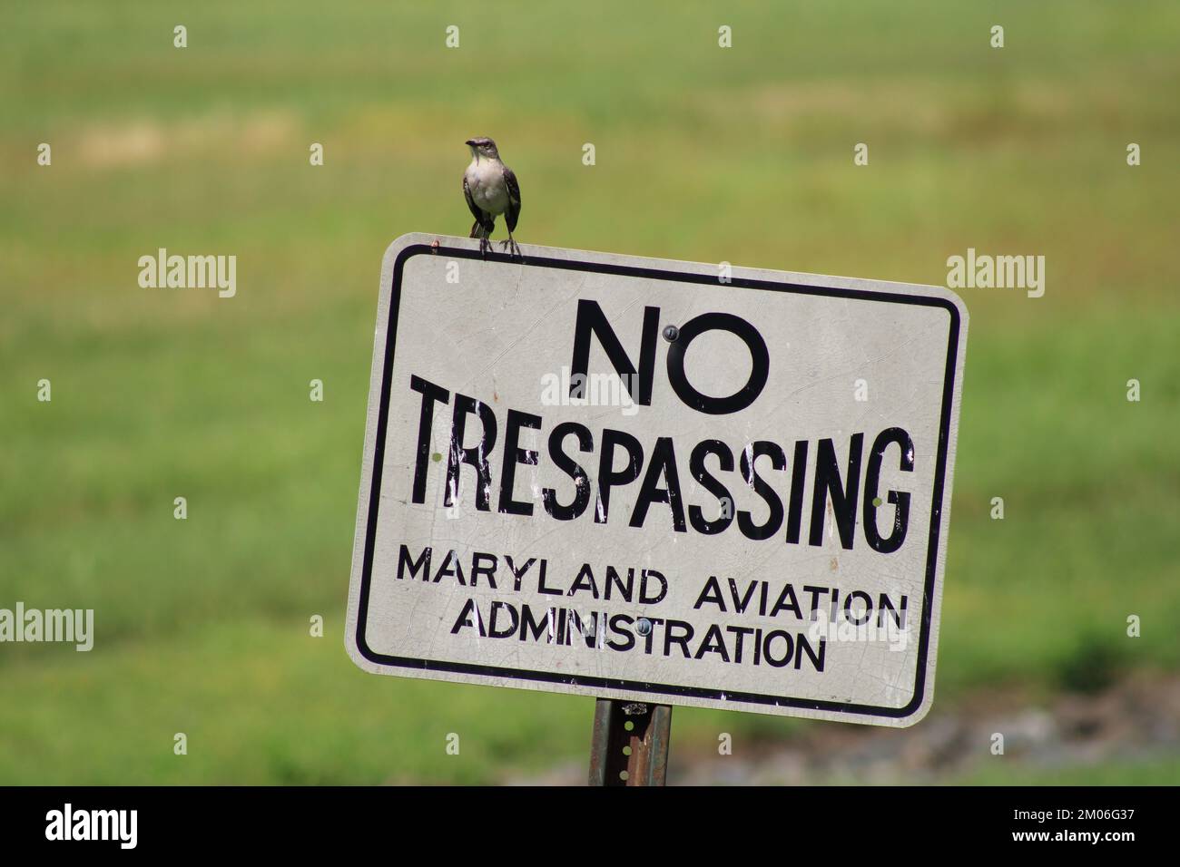 Vogel auf dem Schild am BWI Airplane Observation Park Stockfoto