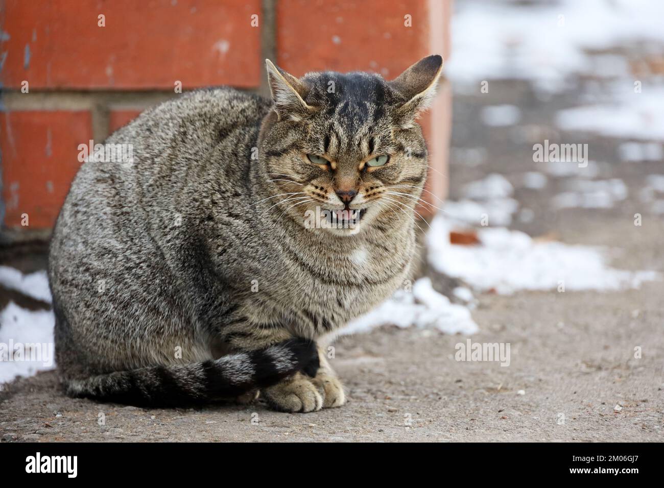 Wütende Tabby-Katze miaut, während sie auf einem Schnee auf der Winterstraße sitzt und ihre Reißzähne zeigt Stockfoto