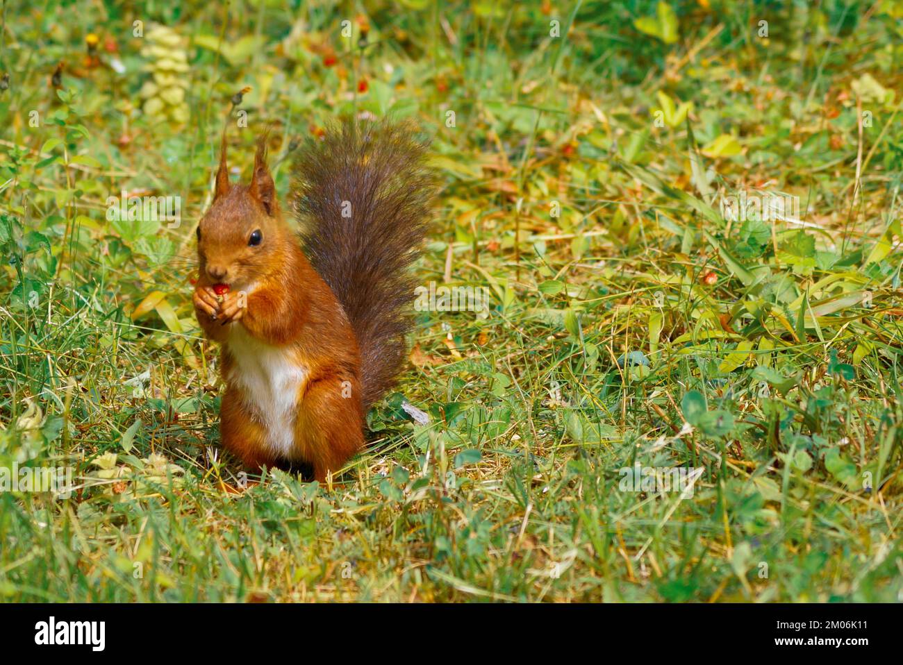 Nahaufnahme eines roten Eichhörnchens auf dem Gras Stockfoto