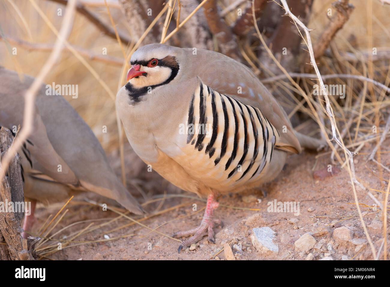 Wildes Chukar-Rebhuhn in der kalifornischen Wüste Stockfoto