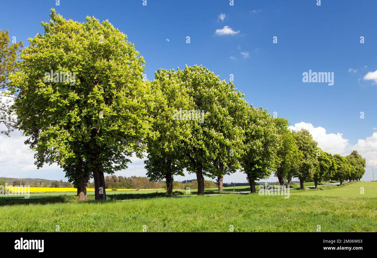 Die frühlingssaale der Rosskastanie im lateinischen Aesculus hippocastanum Stockfoto