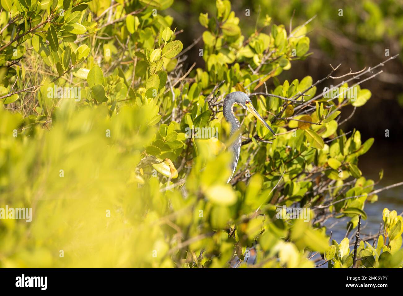Dreifarbiger Reiher in den Bäumen verstecken sich Stockfoto