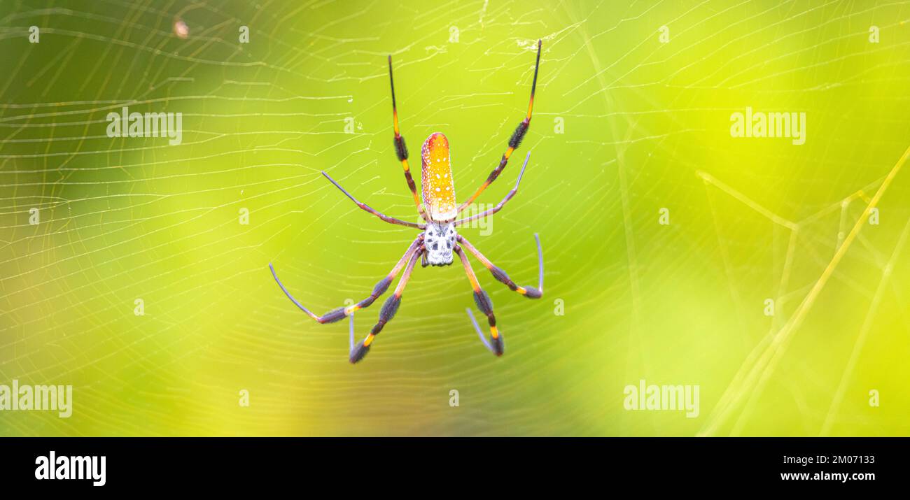 Banana Spyder mit Stoning-Bokeh Stockfoto