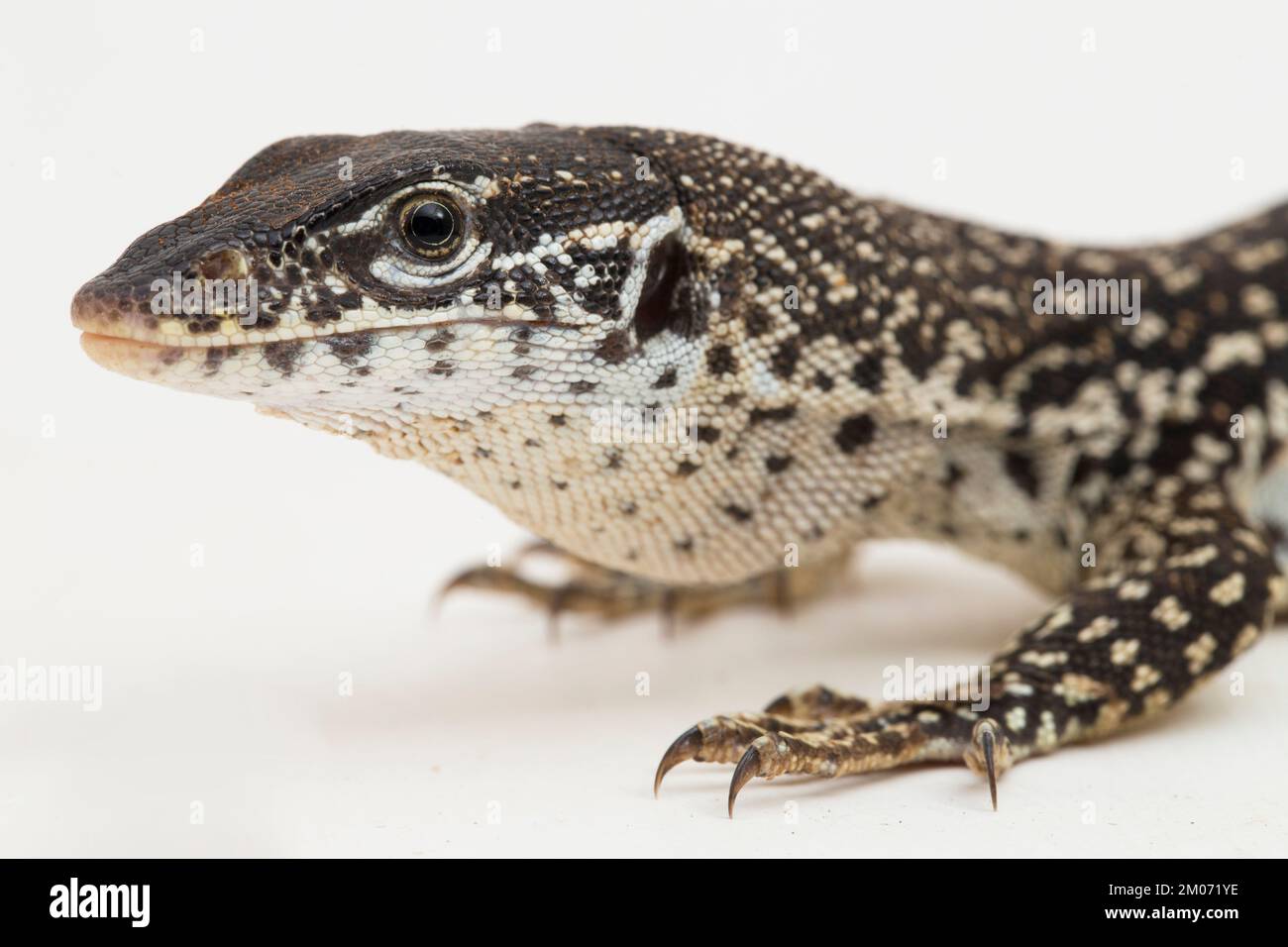 Der gefleckte Baumwächter varanus similis isoliert auf weißem Hintergrund Stockfoto