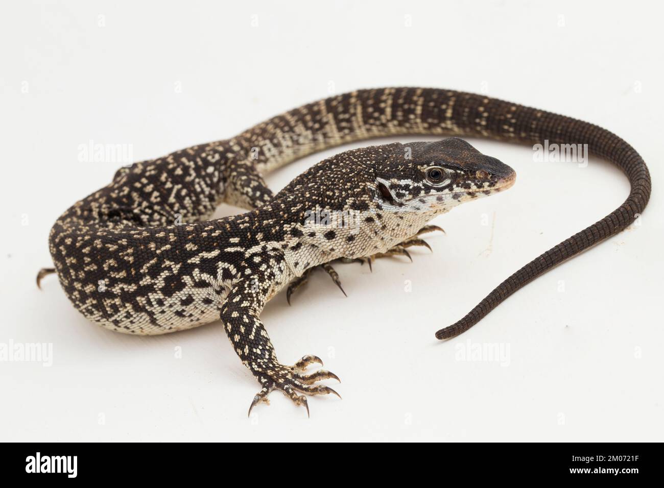 Der gefleckte Baumwächter varanus similis isoliert auf weißem Hintergrund Stockfoto