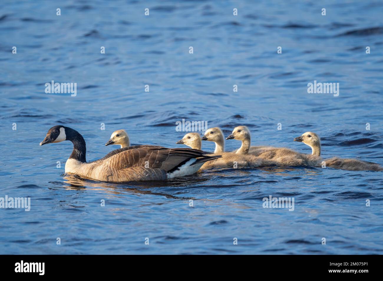 Kanadische Gans (Branta canadensis) and goslings., Nordamerika, von Dominique Braud/Dembinsky Photo Assoc Stockfoto