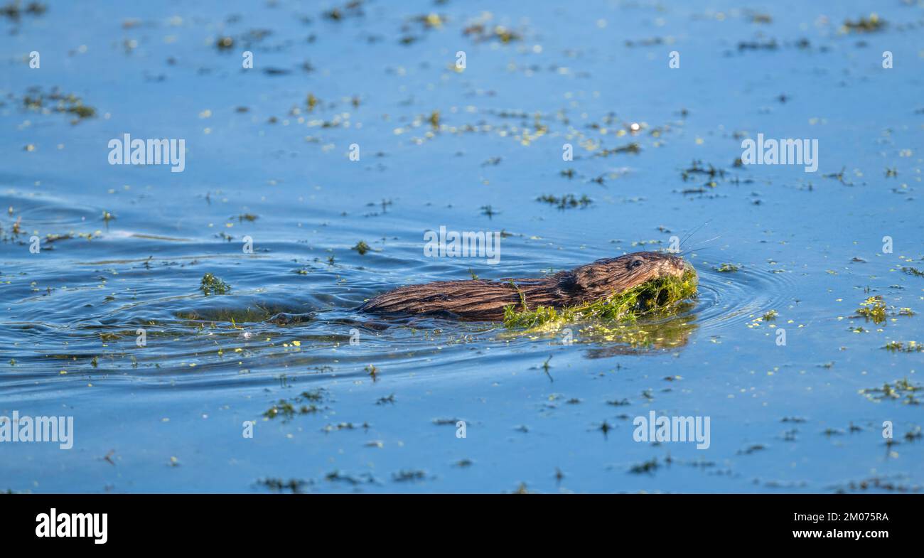 Im Süßwasserteich schwimmende Bisamratte mit Vegetation im Mund, E North America, von Dominique Braud/Dembinsky Photo Assoc Stockfoto