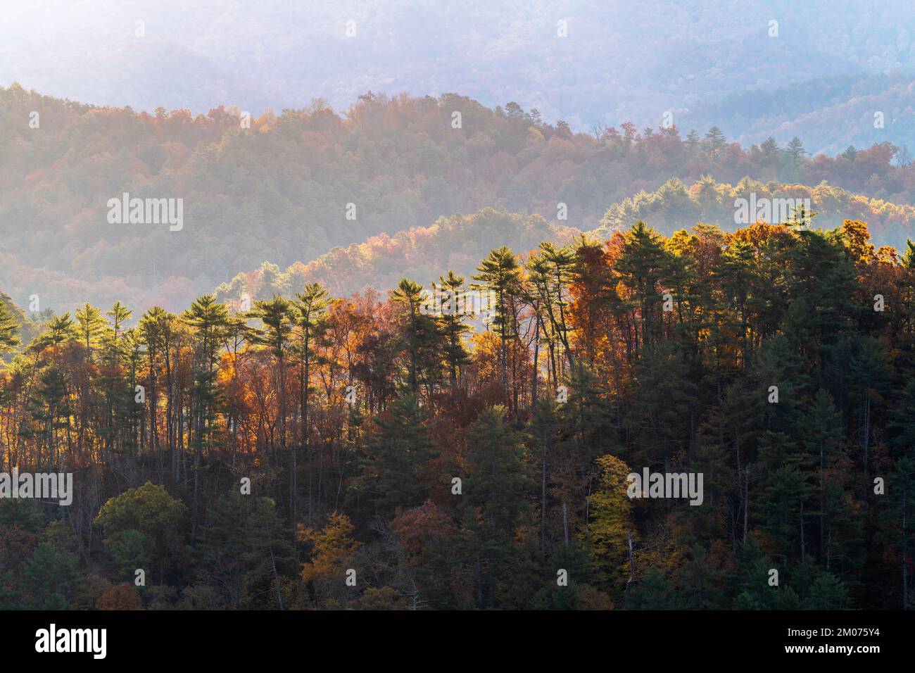 Trüber Sonnenaufgang, Foothills Parkway. Great Smoky Mountains National Park, TN, USA, Ende Oktober, von Dominique Braud/Dembinsky Photo Assoc Stockfoto