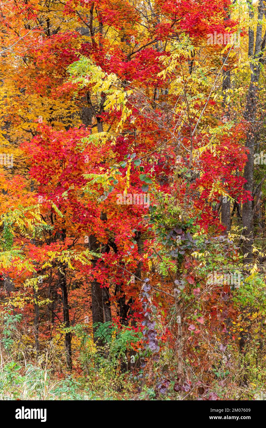 Herbstfarben, Great Smoky Mountains National Park, TN, USA, Ende Oktober, von Dominique Braud/Dembinsky Photo Assoc Stockfoto