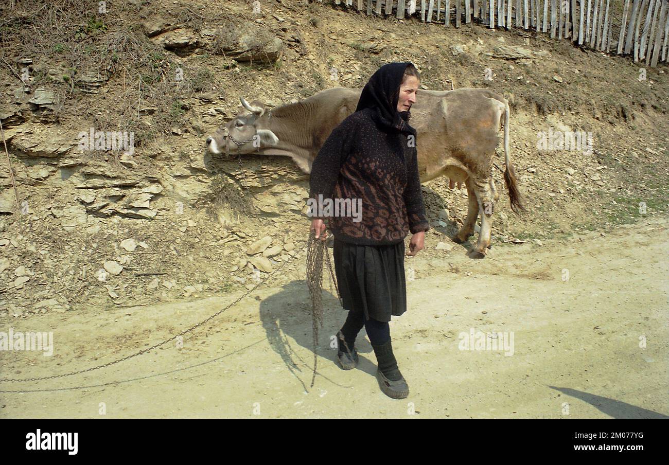 Prahova County, Rumänien, ca. 2000. Frau mit Kuh auf der Dorfstraße. Stockfoto