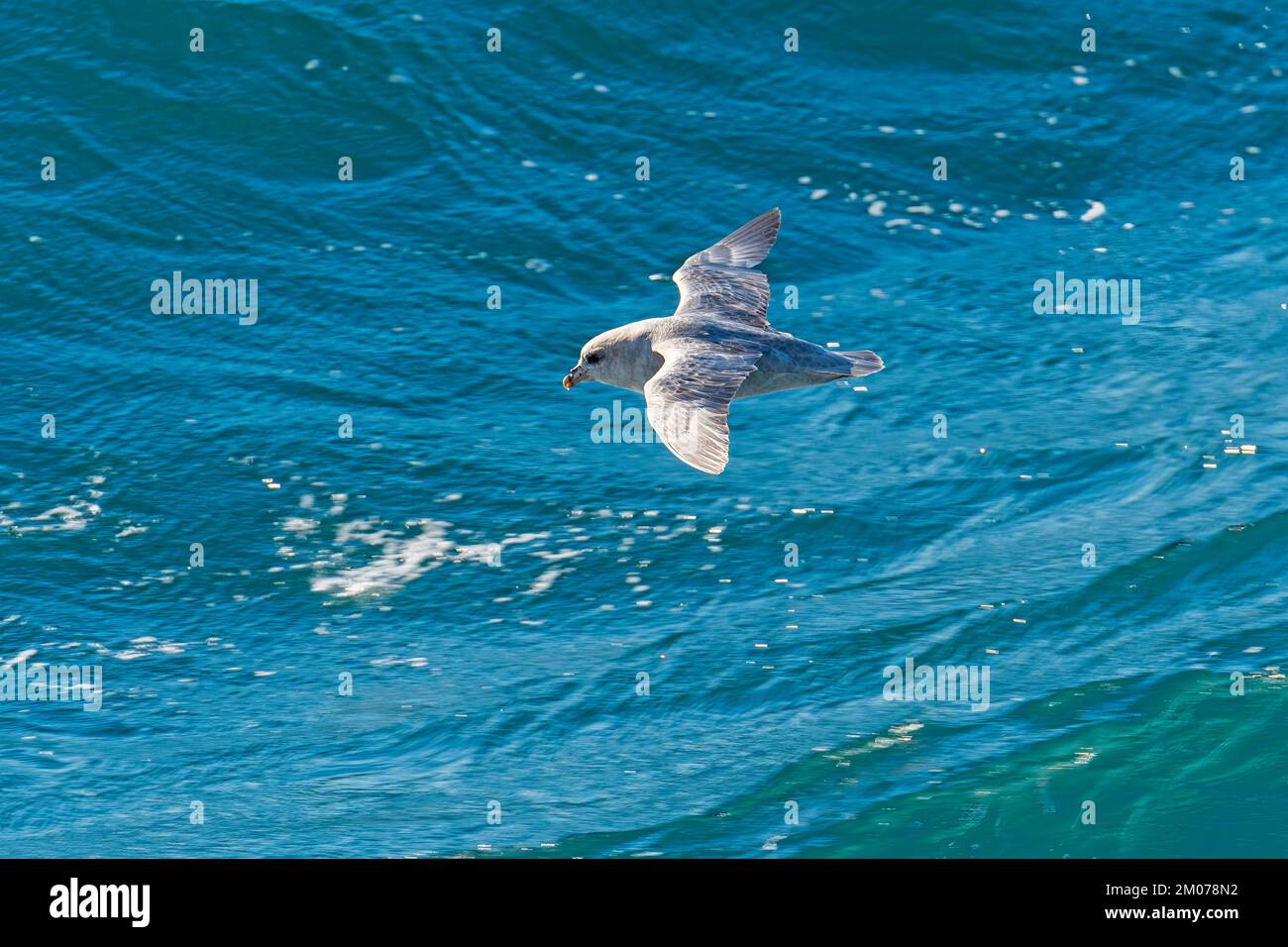 Northern Fulmar im Flug über die Arktischen Meere durch die Svalbard-Inseln in Norwegen Stockfoto