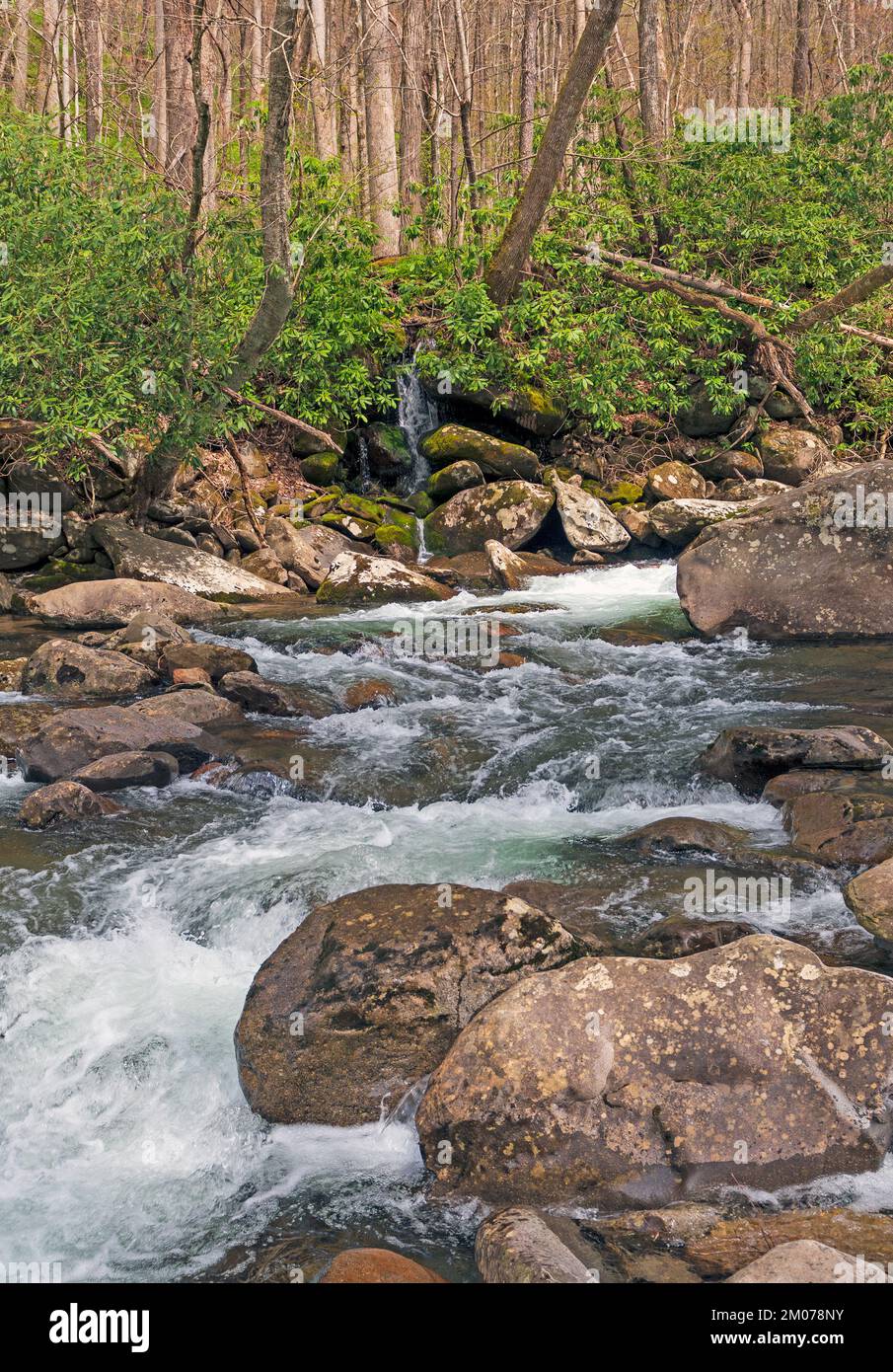 Tosender Bach in den Smoky Mountains in Tennessee Stockfoto