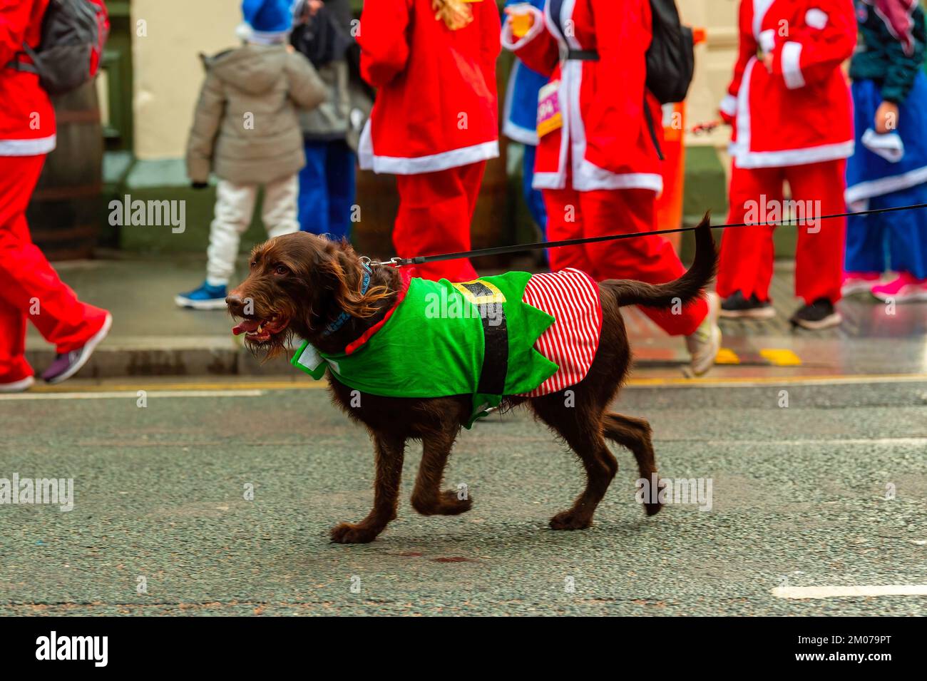 Liverpool, Großbritannien. 04.. Dezember 2022. Läufer hunzen in einem Kostüm während des alljährlichen Liverpool Santa Dash. Tausende Läufer gehen während des BTR Liverpool Santa Dash 2022, einer Spendenaktion im Jahr 5k für Wohltätigkeitsorganisationen wie das Alder Hey Children's Hospital, als Weihnachtsmann in roten und blauen Weihnachtsanzügen verkleidet auf die Straßen von Liverpool. (Foto: Dave Rushen/SOPA Images/Sipa USA) Guthaben: SIPA USA/Alamy Live News Stockfoto