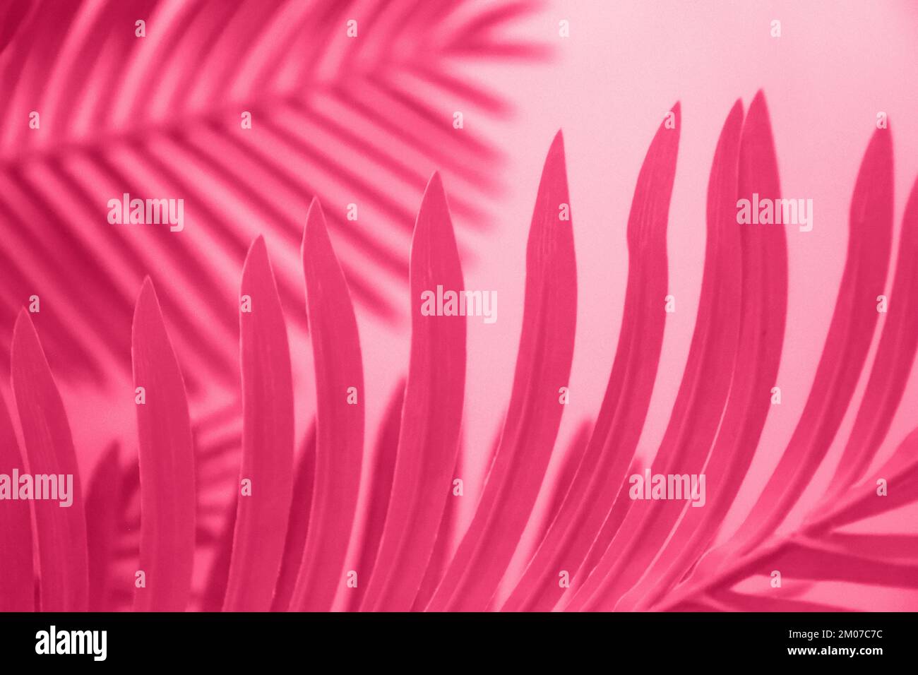 Viva Magenta getönte dypsis-Palmenblätter mit Schatten auf Hintergrund. Trendige Farbe 2023. Stockfoto