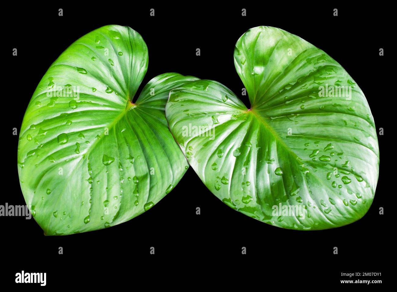 Zwei grne Philodendron-Bltter Wasser Tropfen schwarzer Hintergrund  isolierte Nahaufnahme, Homalomena rubescens-Bltter, Caladium-Laub,  tropische Pflanze, Blumenpastete Stockfotografie - Alamy