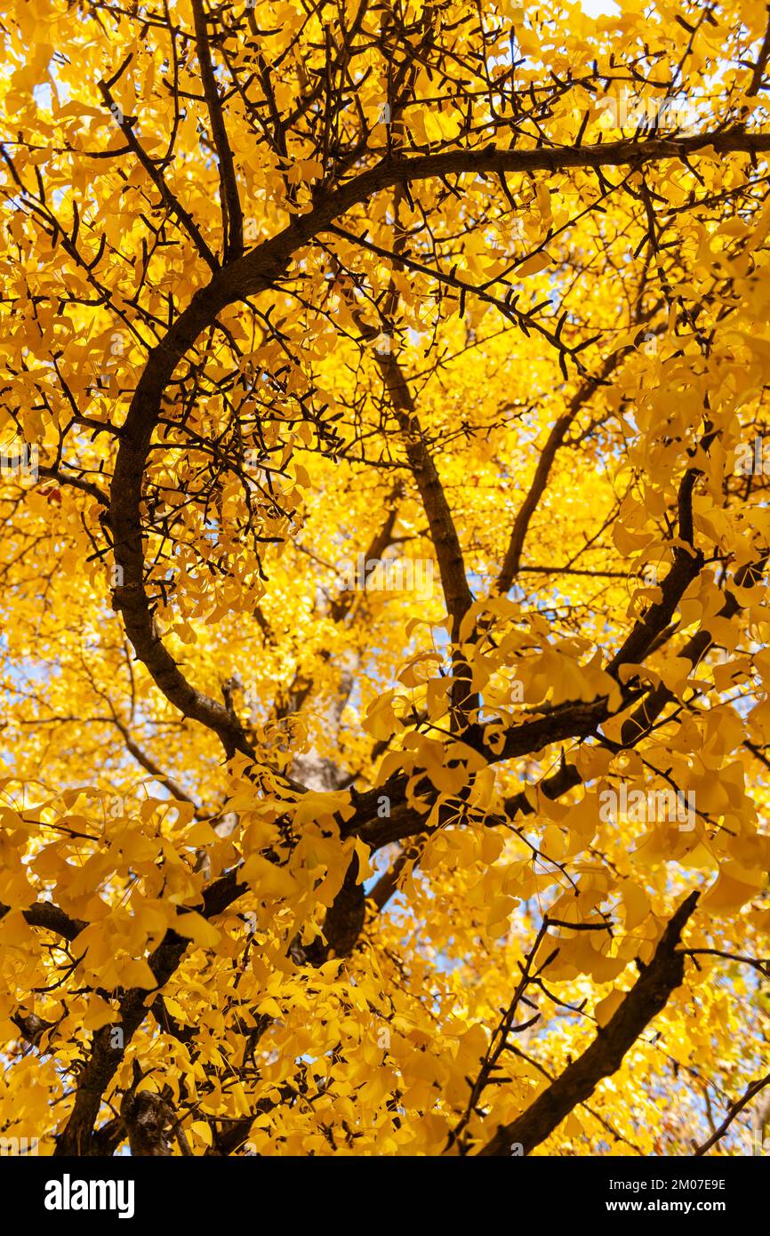 Die Zweige des Ginkgo Biloba-Baumes und seine wunderschönen gelblichen Herbstblätter mit einem verschwommenen Hintergrund und dem Himmel Stockfoto