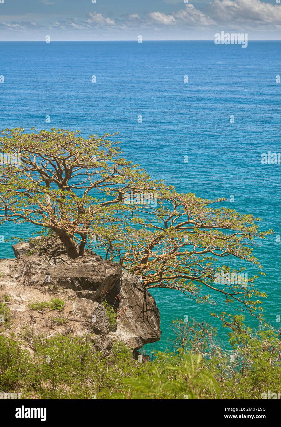 Grüner und grüner Baum auf dem Felsen an der Spitze einer Klippe in Fernando de Noronha mit blauem Meer und Himmel im Hintergrund Stockfoto