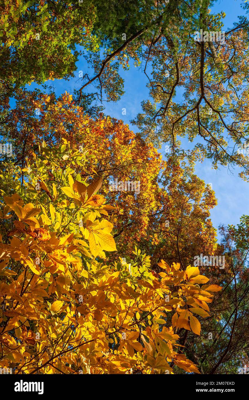 Baumkronen aus weißen Eichen und amerikanischen Kastanienbäumen in Herbstfarben. Das Herbstlaub in Neuengland. Assabet River National Wildlife Refuge, Sudbury MA Stockfoto