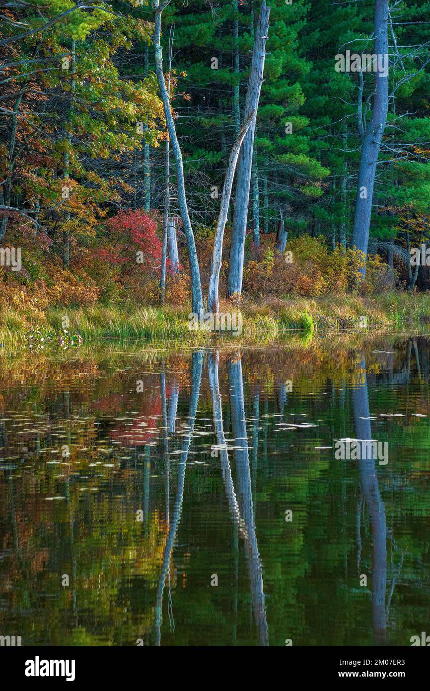 Ein gemischter Wald in Herbstfarben am Ufer eines Sees. Baumschlangen und Eichen- und Kiefernbäume spiegeln sich in ruhigem Wasser wider. Puffer Pond, Sudbury, MA. Stockfoto
