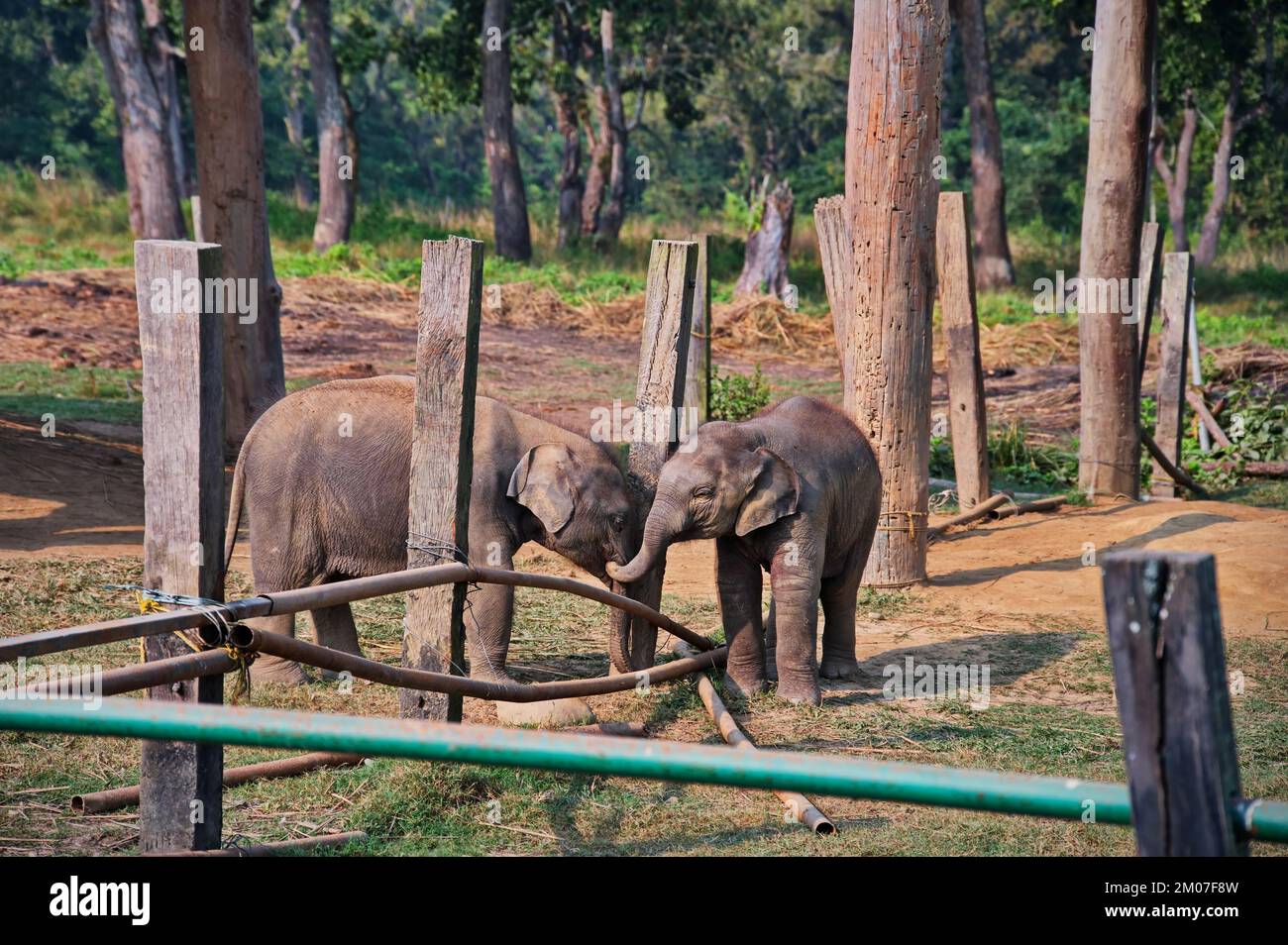 Baby-Elefanten spielen im Park, Nepal Stockfoto