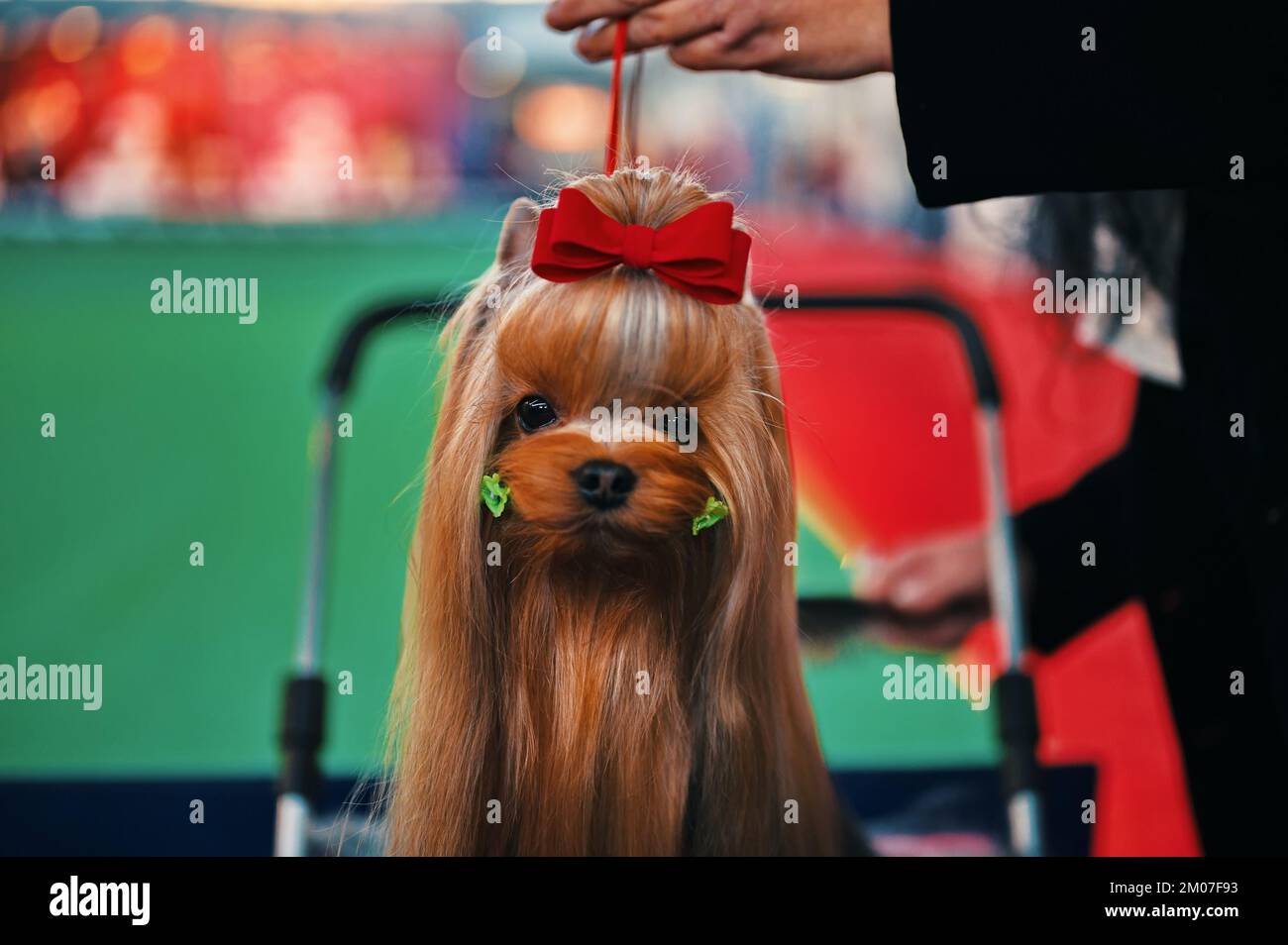 Nahaufnahme des Yorkshire-Terrier-Hundes für die Ausstellung vorbereitet Stockfoto