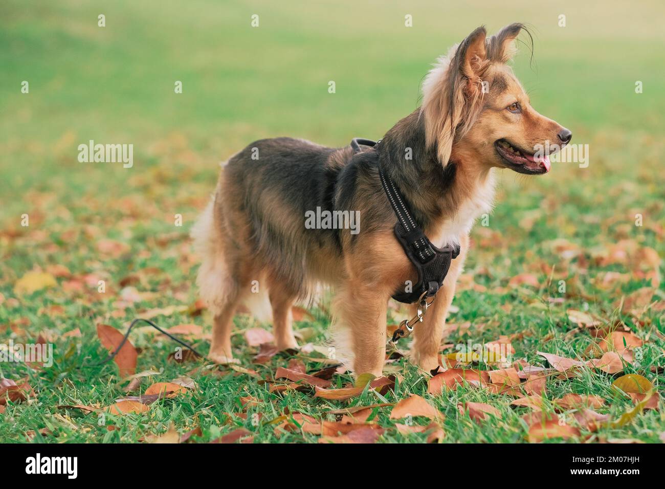 Mehrfarbiger Mischhund mit Gurtzeug im Freien. Tierfell schwarz, braun, weiß. Mittelgroßes Haustier im Park. Grasgrün, Blätter orange, Herbsttag. Stockfoto