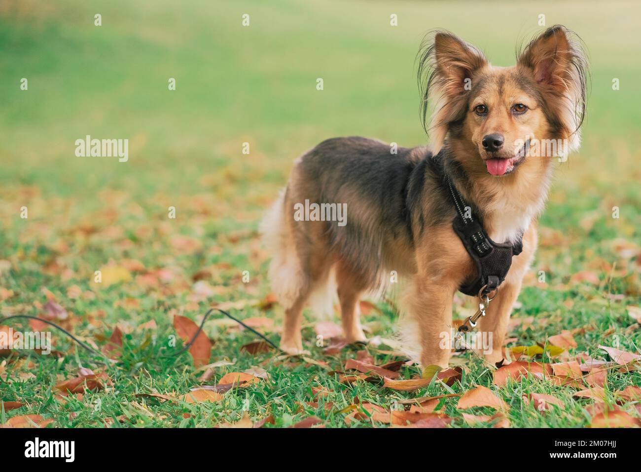 Gesunder mehrfarbiger Mischhund mit Gurtzeug im Freien. Mittelgroßes Haustier im Park. Grasgrün, Blätter orange, Herbsttag. Deutsche Schäfermischung. Stockfoto