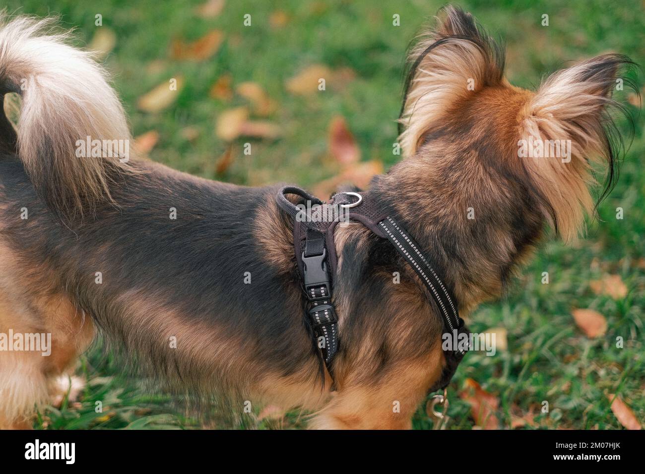 Nahaufnahme eines mehrfarbigen Hunderückens aus verschiedenen Rassen mit Gurt. Deutsche Schäfermischung. Mittelgroßes Haustier im Außenpark. Orangenblätter, Herbsttag. Stockfoto