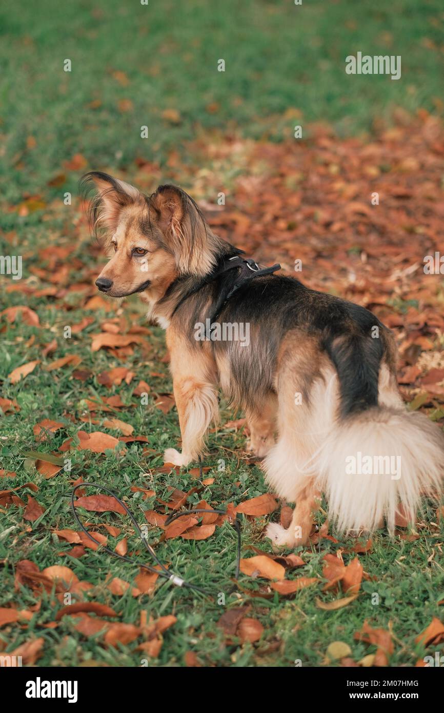 Mehrfarbige Mischtiere mit Gurtzeug im Freien, von hinten. Mittelgroßes Haustier im Park. Grasgrün, Blätter orange, Herbsttag. Deutsche Schäfermischung. Stockfoto