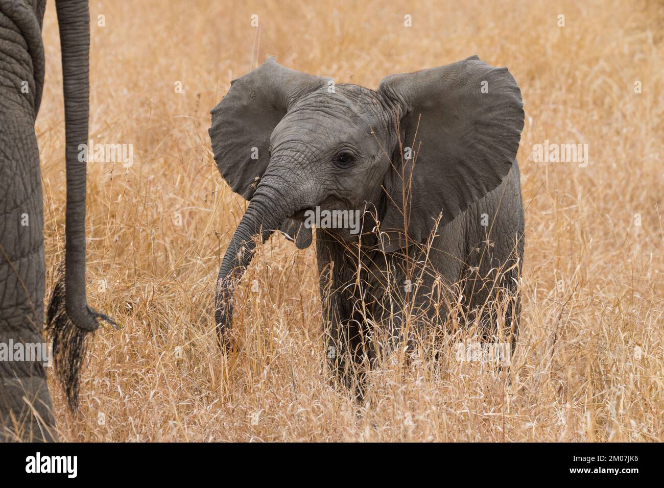 Nahaufnahme eines afrikanischen Elefanten (Loxodonta africana), der hinter seinem Schwanz in langem gelbem Gras im Kruger-Nationalpark, Südafrika, steht Stockfoto