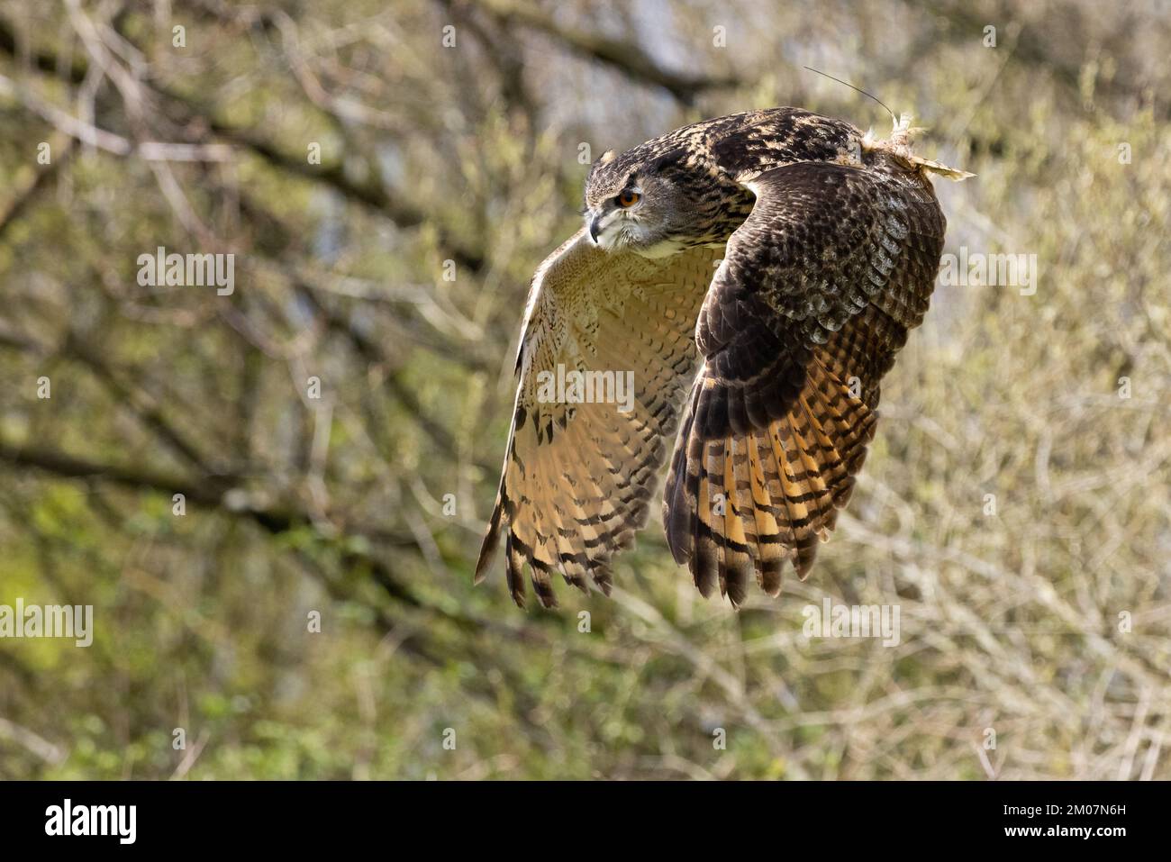 Eurasian Eagle Owl [ Bubo Bubo ] im Flug während einer öffentlichen Ausstellung im British Bird of Prey Centre im National Botanic Garden of Wales, Llanar Stockfoto