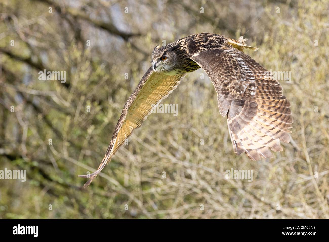 Eurasian Eagle Owl [ Bubo Bubo ] im Flug während einer öffentlichen Ausstellung im British Bird of Prey Centre im National Botanic Garden of Wales, Llanar Stockfoto