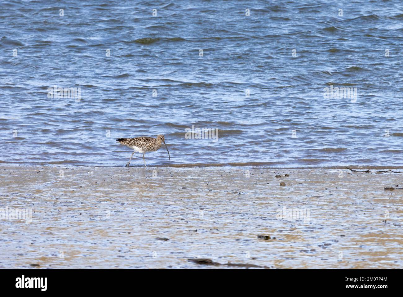 Curlew [ Numenius arquata ] Fütterung am Wasserrand auf schlammigem Ästuar, Wales, Vereinigtes Königreich Stockfoto