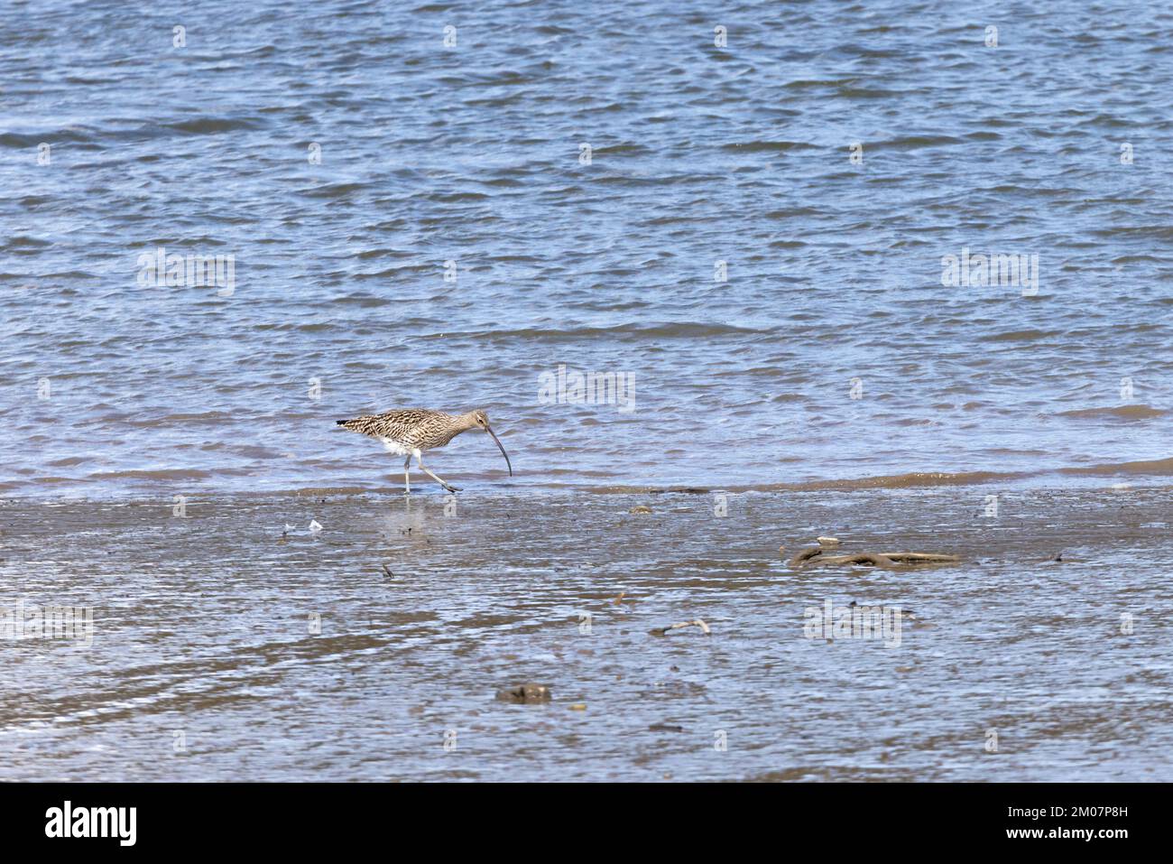 Curlew [ Numenius arquata ] Fütterung am Wasserrand auf schlammigem Ästuar, Wales, Vereinigtes Königreich Stockfoto