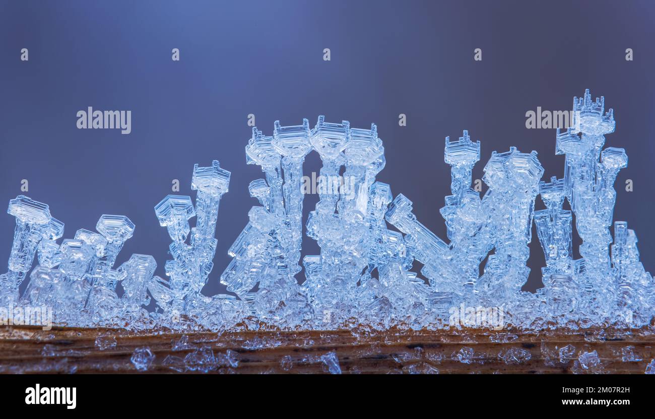 Frost auf einem Ast, klare Frostkristalle auf einem Ast Stockfoto